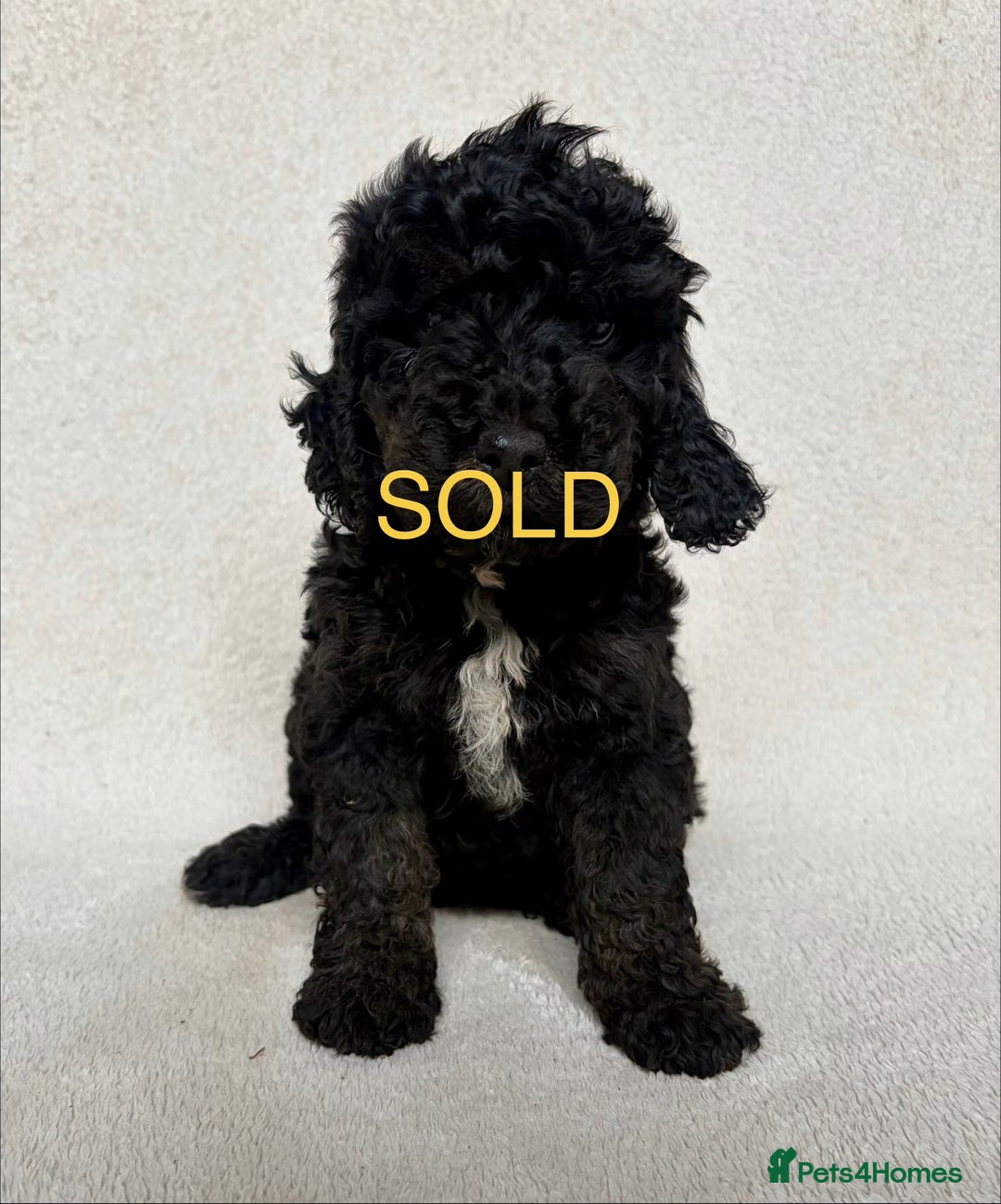Cockapoo dogs for sale: Meet your new best friend!! - Image 16