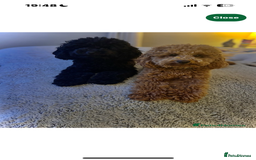 Cavapoo dogs for sale: Gorgeous Puppies ✨🐶 5 in litter Cavapo f1b dog   - Image 8