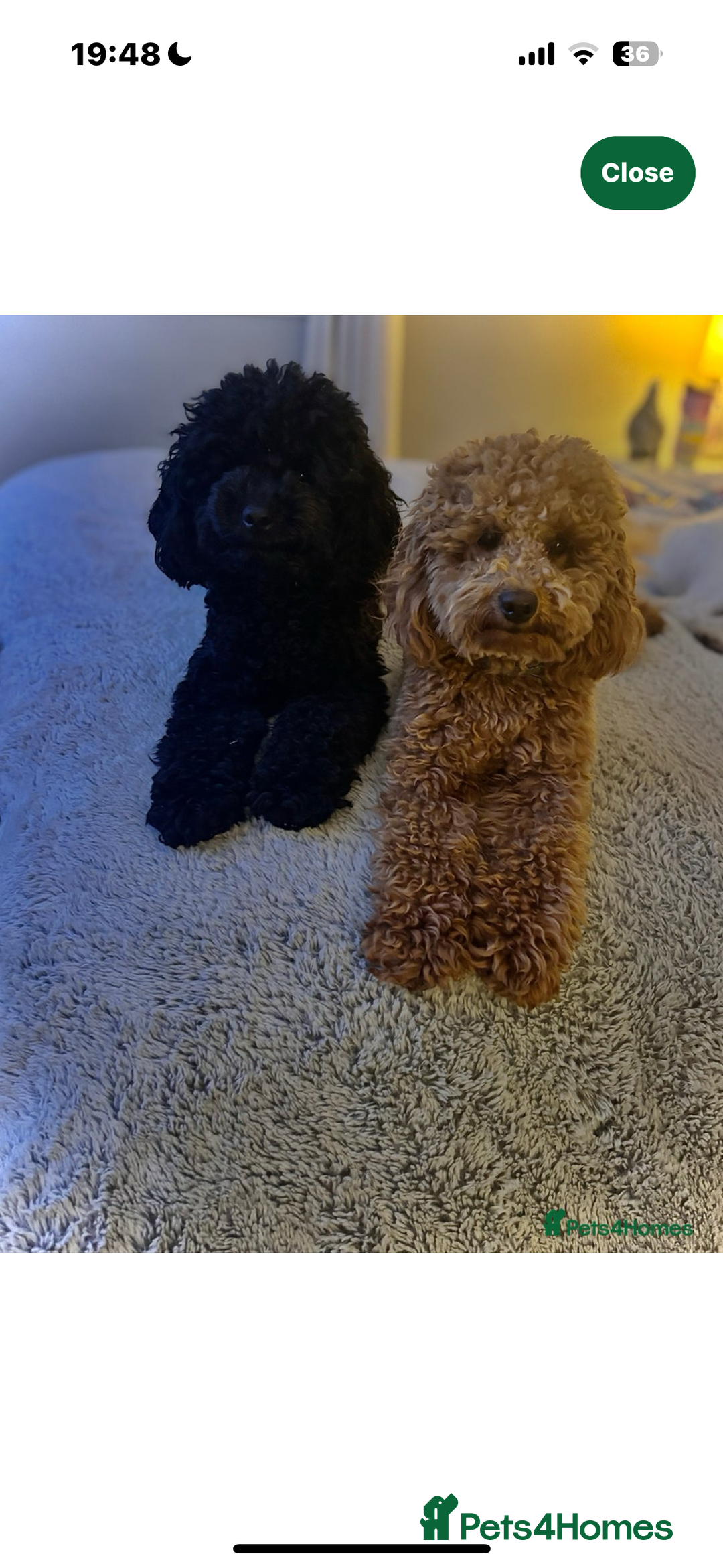 Cavapoo dogs for sale: Gorgeous Puppies ✨🐶 5 in litter Cavapo f1b dog   - Image 8