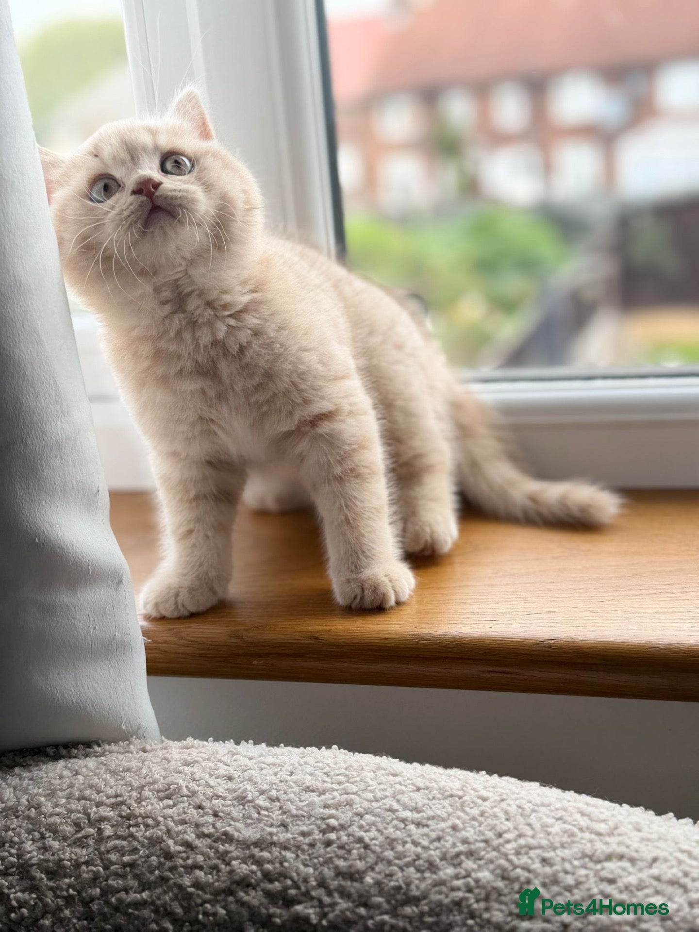 British Shorthair cats Cream British Shorthair Kitten Boy - Advert 6
