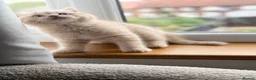 British Shorthair cats for sale: Cream British Shorthair Kitten Boy in Maidenhead - Advert 1