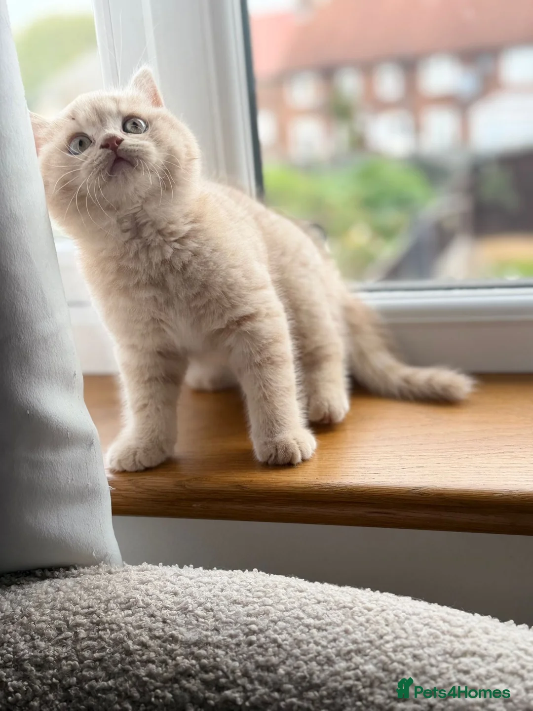 British Shorthair cats for sale: Cream British Shorthair Kitten Boy in Maidenhead - Advert 1
