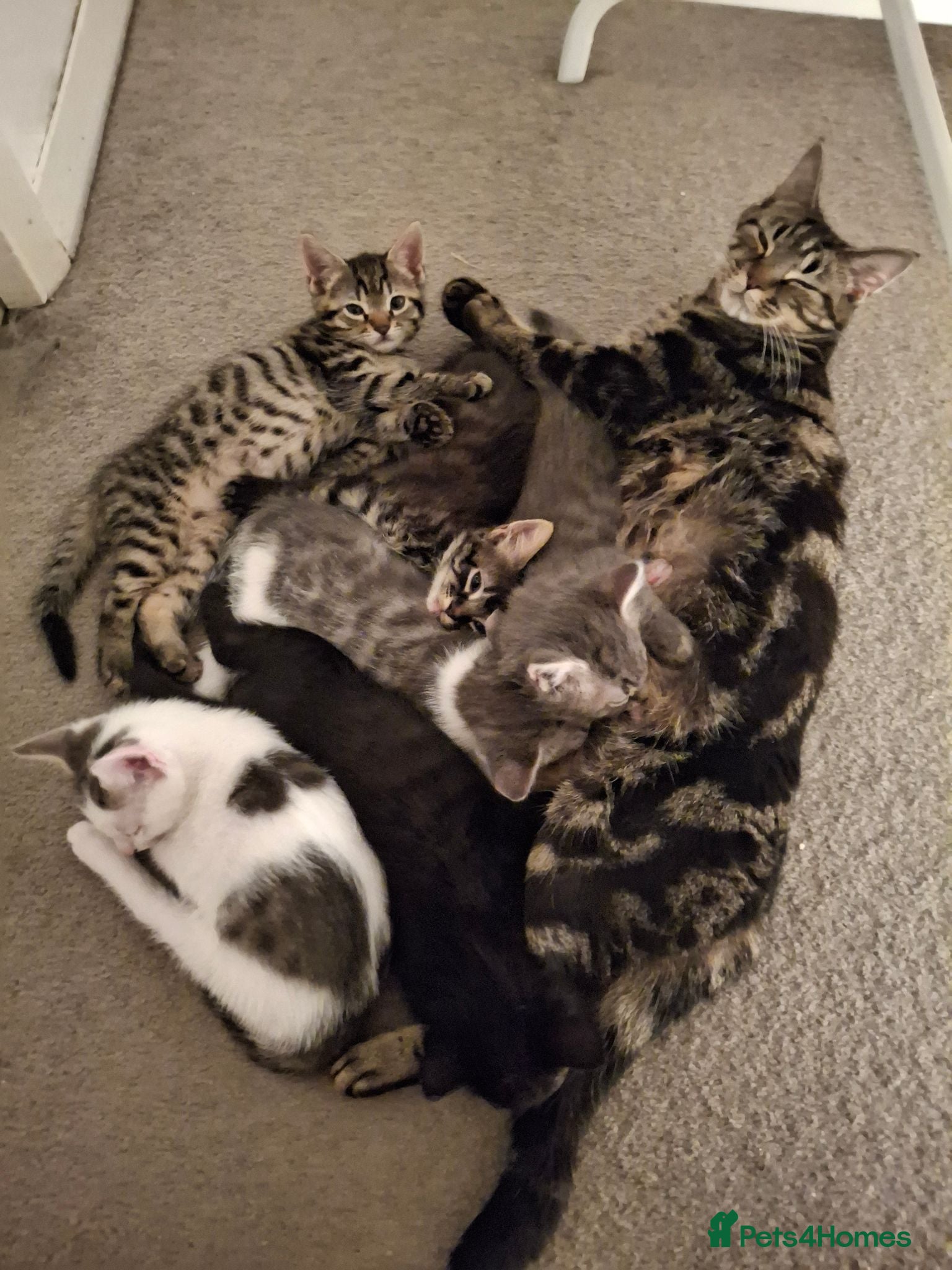 Mixed Breed cats 7 beautiful kittens for sale. - Advert 9