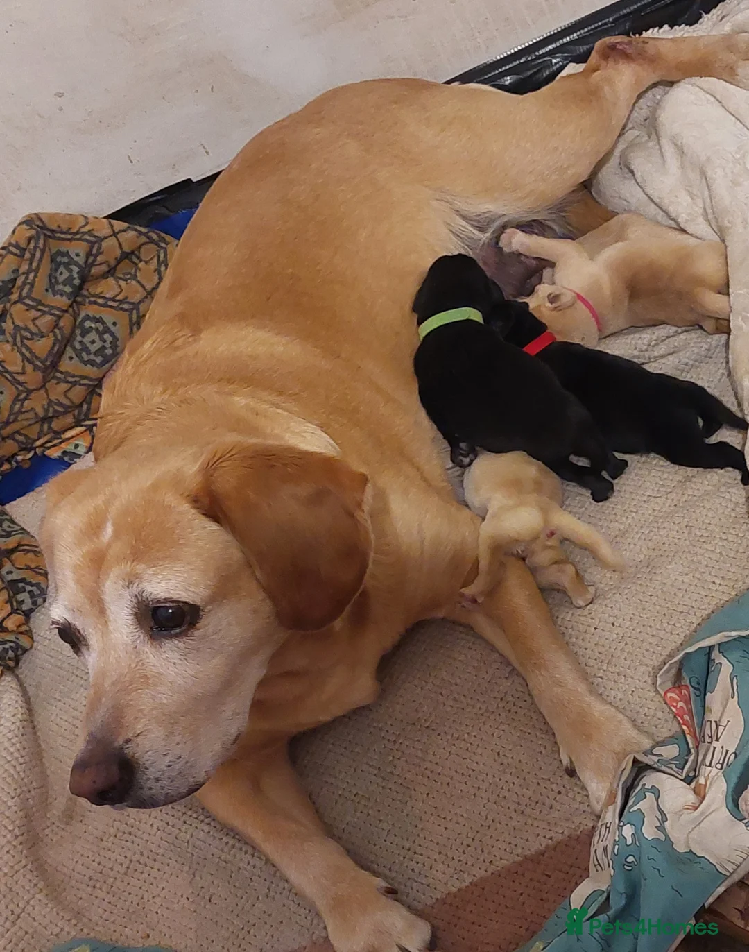 Labrador Retriever dogs for sale: Pedigree labrador puppies for sale  - Advert 12