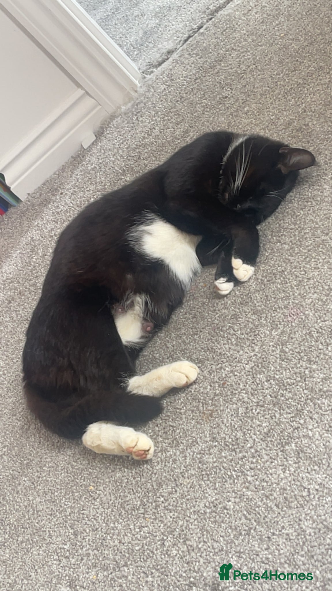 Mixed Breed cats for sale: 3 kittens in Wellingborough - Advert 1