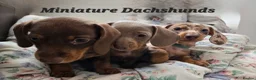 Miniature Dachshund dogs for sale: Ready to Leave! Miniature Dachshund Puppies - Advert 1