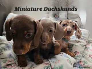 Miniature Dachshund dogs Ready to Leave! Miniature Dachshund Puppies - Advert 8