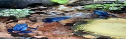 Frog reptiles for sale: Azureus dart frogs in Sidcup - Advert 4