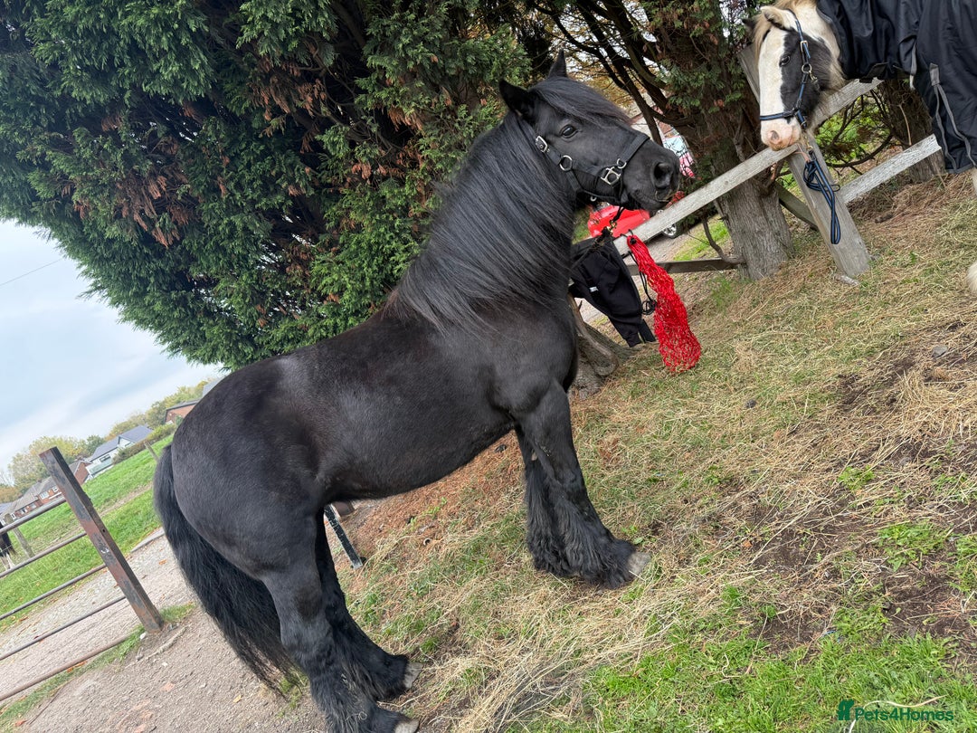 Fell horses for sale: Cob x Fell mare 10yrs old  - Advert 15