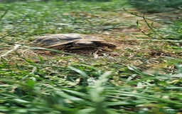 Hermann Tortoise reptiles for sale: 2 year old tortoise  - Image 2