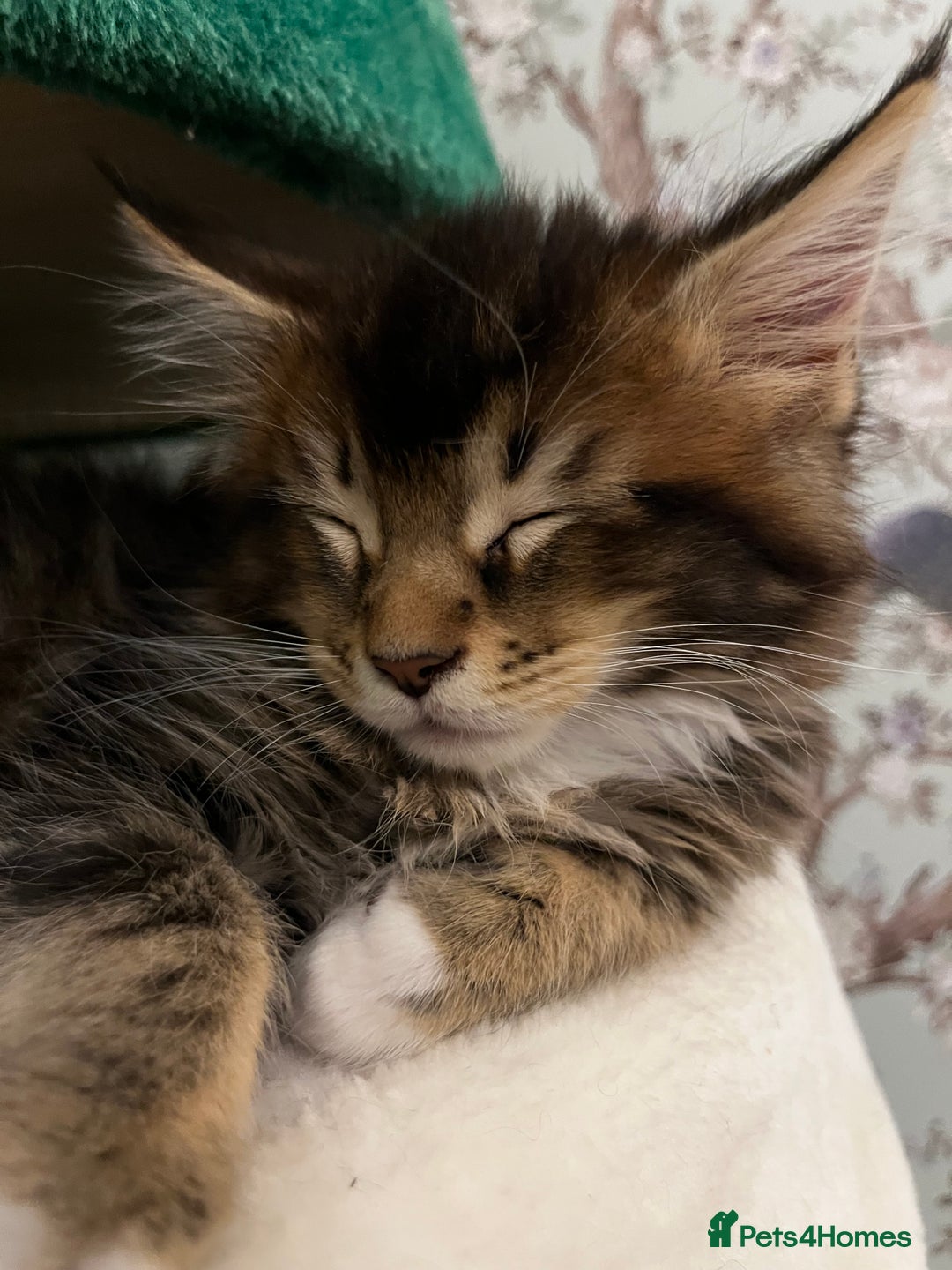 Maine Coon cats for sale:  Pedigree Maine Coon kittens - Advert 32