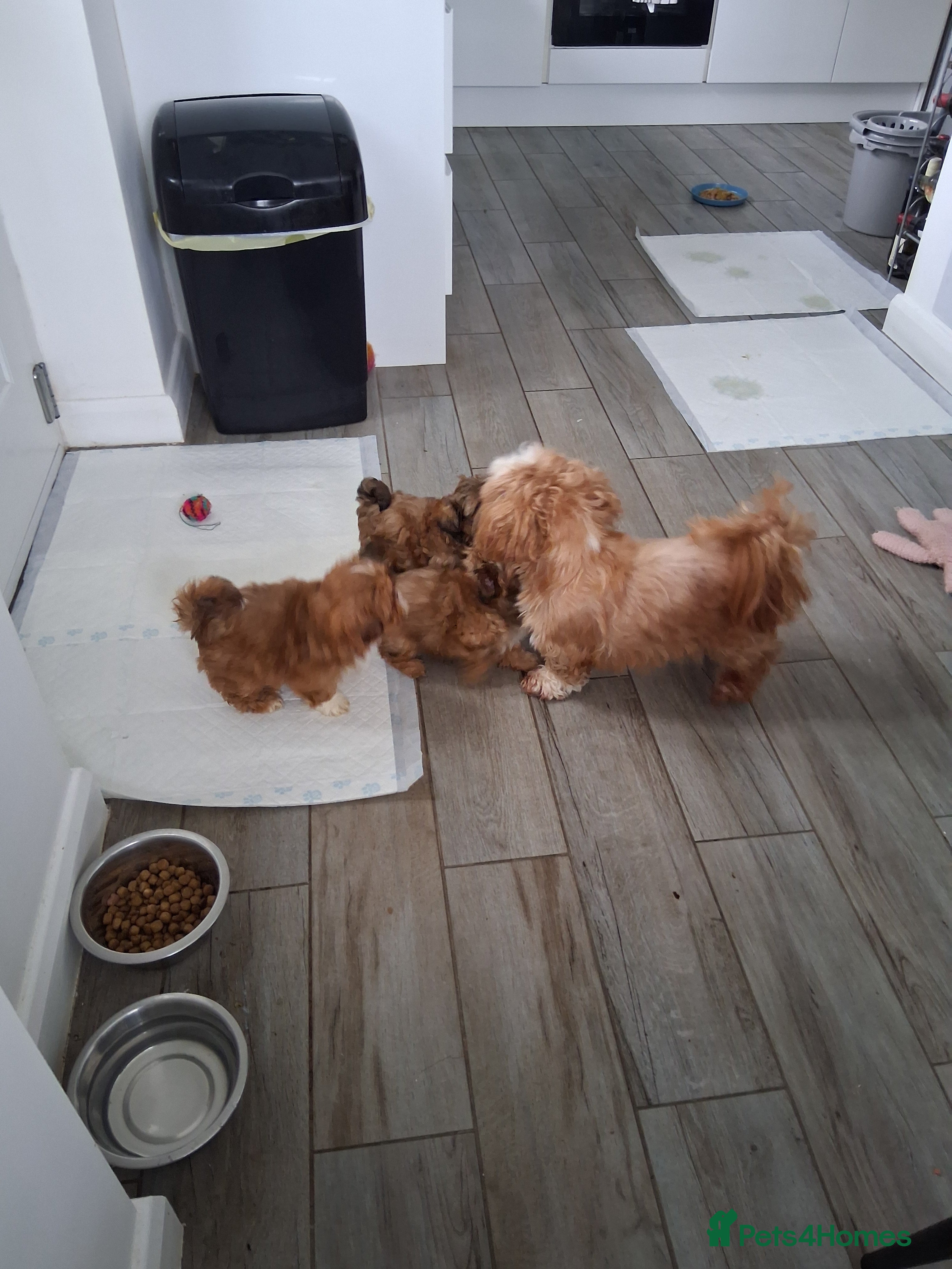 Shih Tzu dogs Registered imperial shih tzu puppies available. - Advert 9