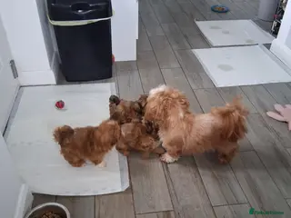 Shih Tzu dogs Registered imperial shih tzu puppies available. - Advert 9