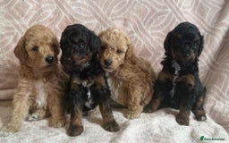 Toy Poodle dogs for sale: Phantom, black and tan and cream toy poodles  - Image 1
