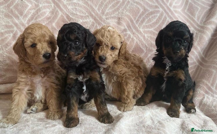Toy Poodle dogs - Advert 4