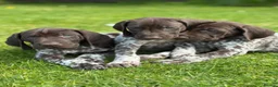 German Shorthaired Pointer dogs for sale: ONLY 1 🐾KC Registered German Shorthaired Pointers - Advert 1