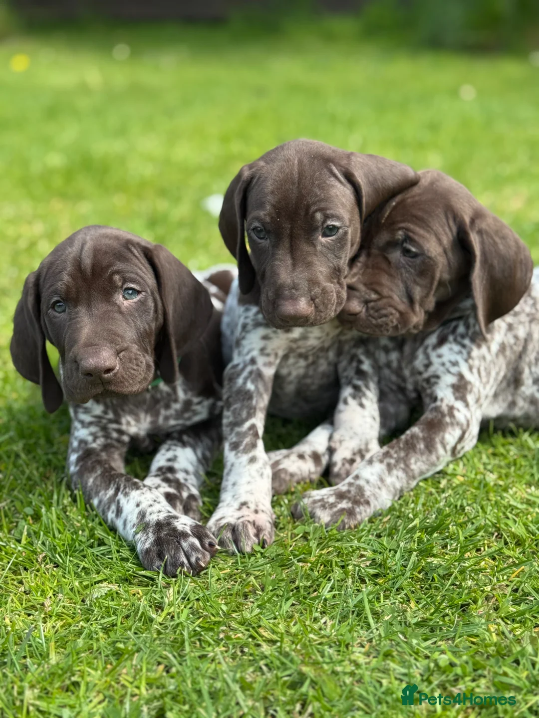 German Shorthaired Pointer dogs for sale: ONLY 1 🐾KC Registered German Shorthaired Pointers - Advert 1