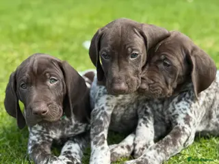 German Shorthaired Pointer dogs ONLY 1 🐾KC Registered German Shorthaired Pointers - Advert 15