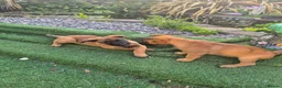 Belgian Shepherd Dog dogs for sale: Belgian Sheperd Malinois  in Nottingham - Advert 2
