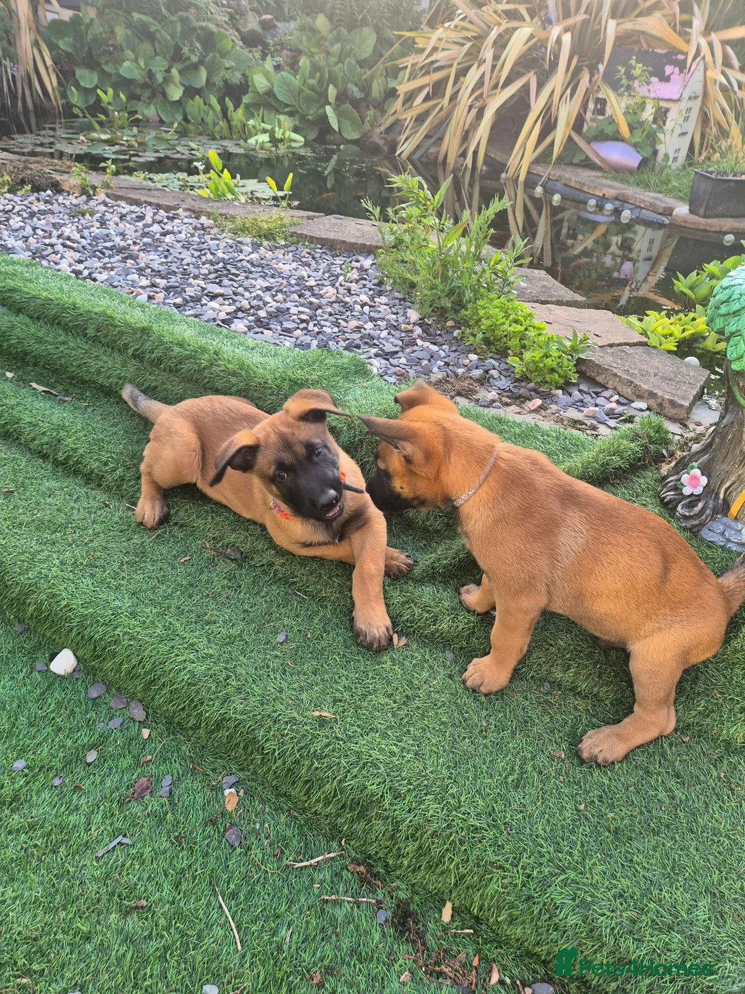 Belgian Shepherd Dog dogs for sale: Belgian Sheperd Malinois  in Nottingham - Advert 2