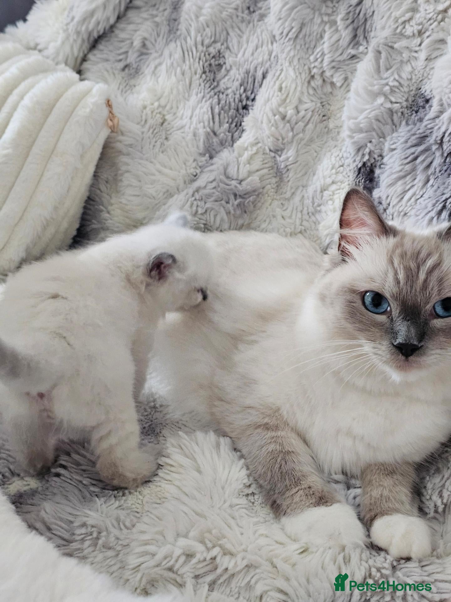 Ragdoll cats Adorable Kittens Looking for Their Forever Homes🐾 - Advert 1