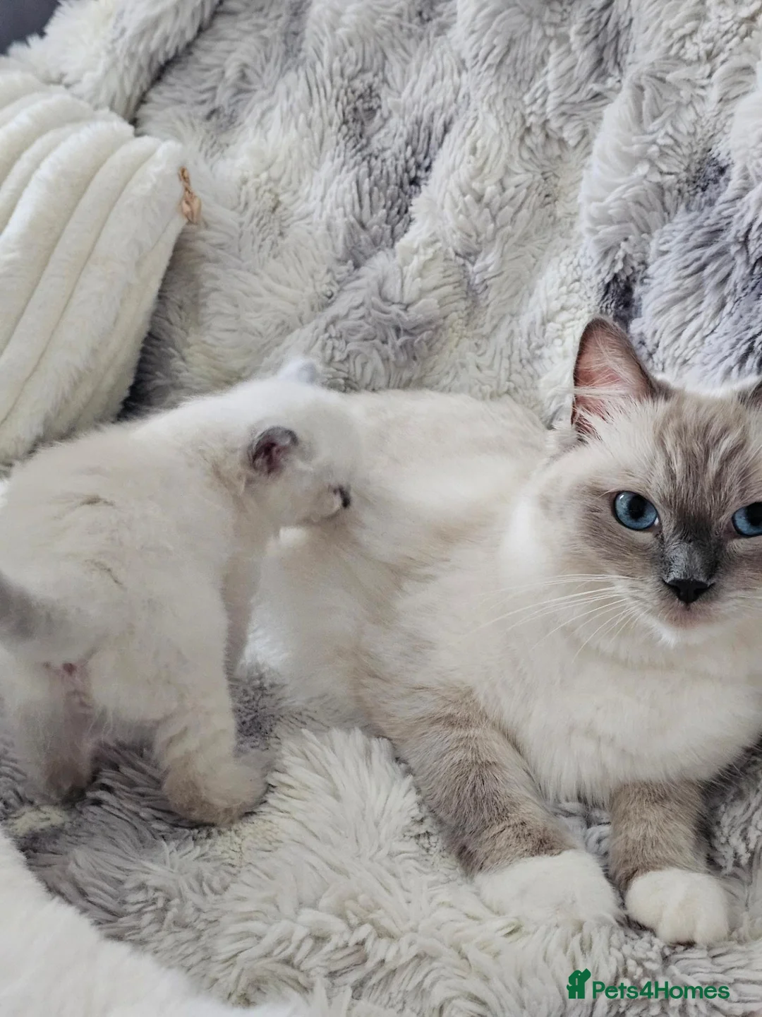 Ragdoll cats for sale: Adorable Kittens Looking for Their Forever Homes🐾 in Macclesfield - Advert 1