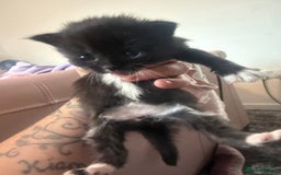 British Longhair cats for sale: X5 ragdoll crossbreed kitten polydactyl  - Advert 4