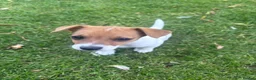 Jack Russell dogs for sale: 🐶 Beautiful Jack Russell Puppy for Sale 🐶 - Advert 10