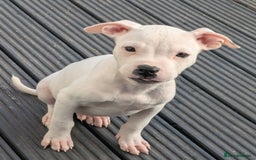 Mixed Breed dogs for sale: Chase is a gorgeous Ambull x puppy - Image 4