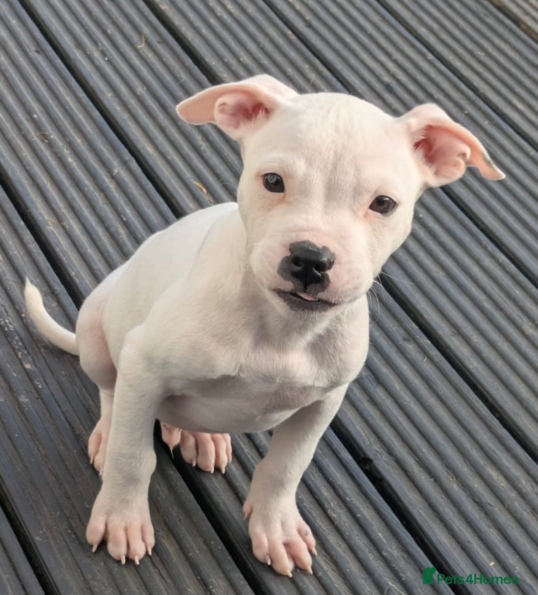 Mixed Breed dogs for sale: Chase is a gorgeous Ambull x puppy - Image 4