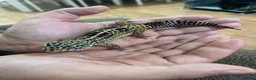 Leopard Gecko reptiles for sale: Leopard gecko  - Advert 1