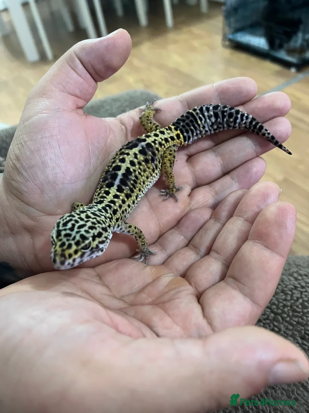 Leopard Gecko reptiles for sale: Leopard gecko  - Advert 1
