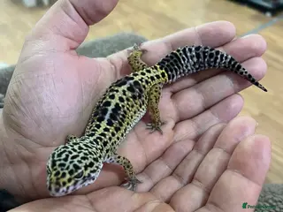 Leopard Gecko reptiles Leopard gecko - Advert 1