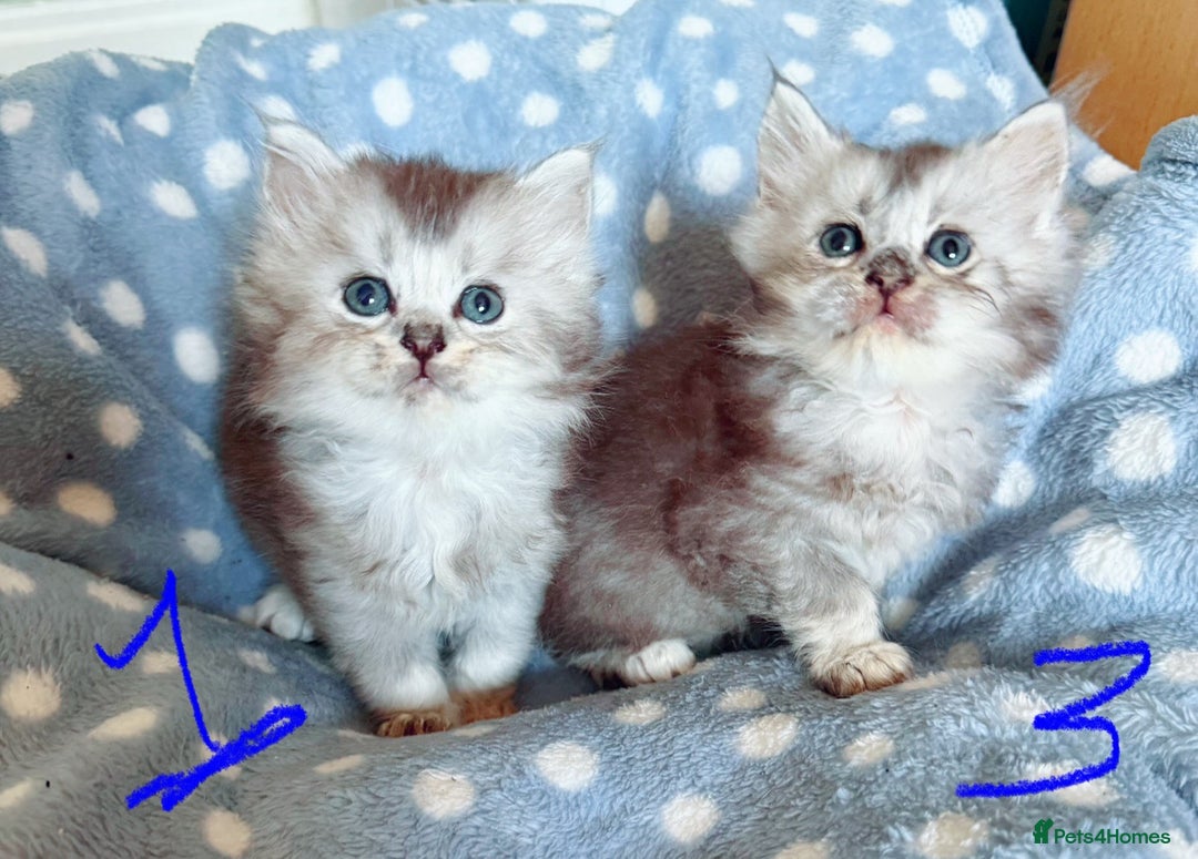 British Longhair cats for sale: 🩵BritishLonghair X Mainecoon Boys🩵 - Image 7