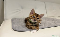 Toyger cats for sale: Full Pedigree Toyger Kittens Last Litter of 2025 - Image 6