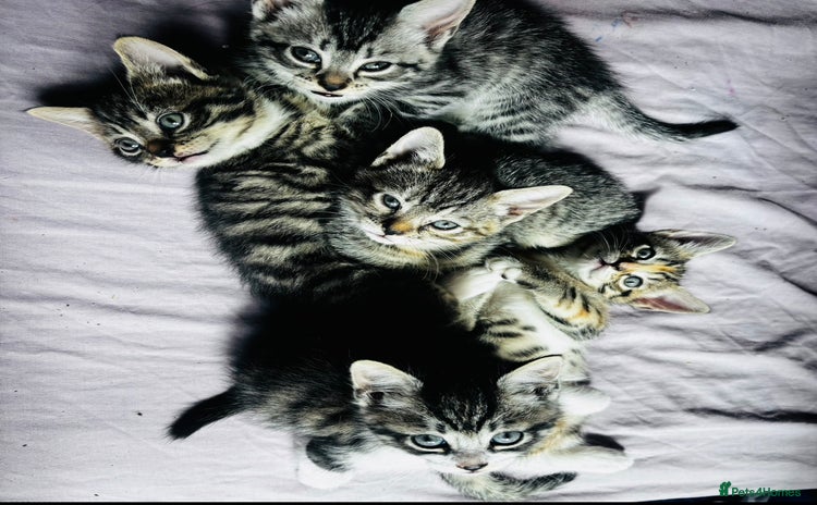 Mixed Breed cats - Advert 4