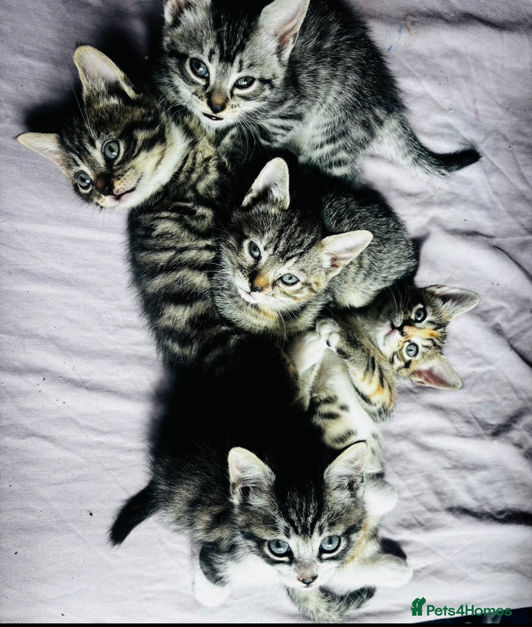 Mixed Breed cats for sale: Gorgeous kittens ready now 😍 x1 boy x2 girls  - Image 1