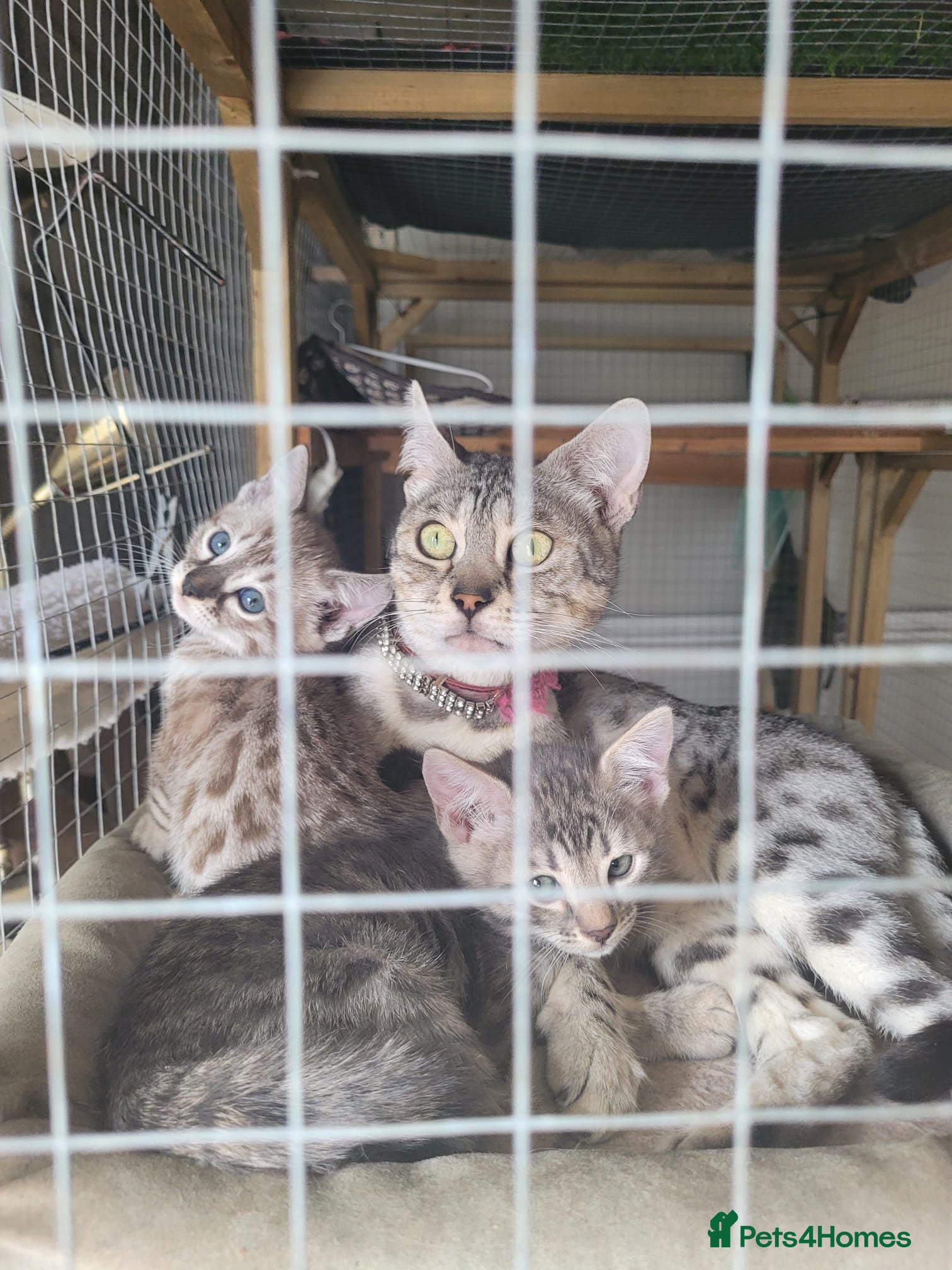Bengal cats Allexbycatz  - Advert 6