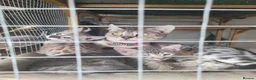 Bengal cats for sale: Allexbycatz  in Llanelli - Advert 1