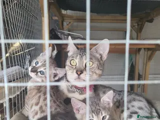 Bengal cats Allexbycatz - Advert 1