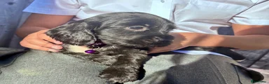 Cocker Spaniel 7