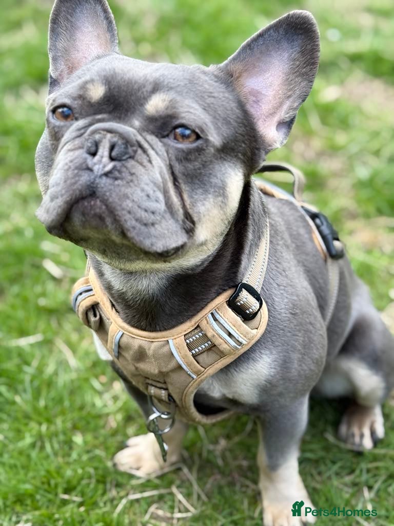 French Bulldog dogs Stunning French Bulldog For Stud in Dundee - Advert 19