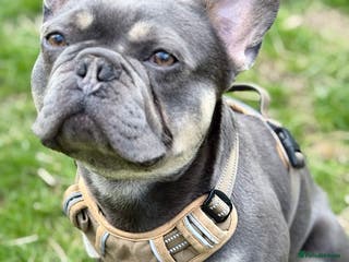 French Bulldog dogs Stunning French Bulldog For Stud in Dundee - Advert 5