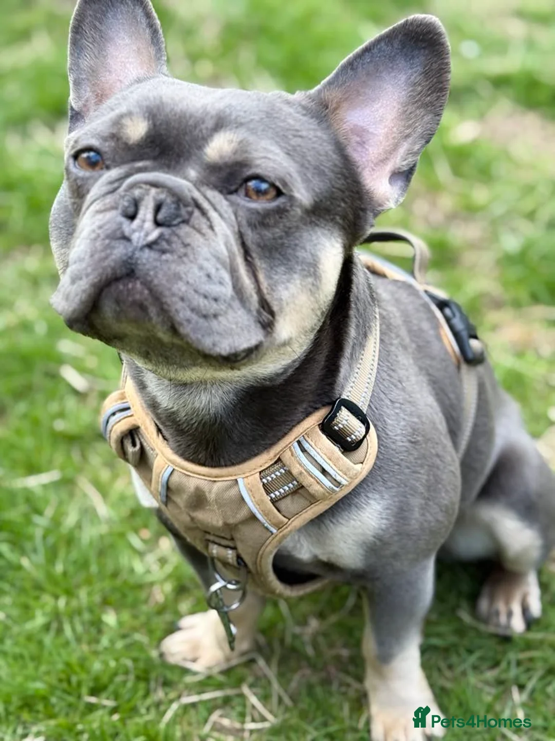 French Bulldog dogs for stud: Stunning French Bulldog For Stud in Dundee - Advert 1