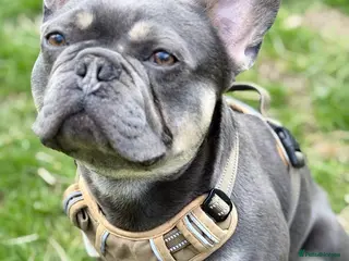 French Bulldog dogs Stunning French Bulldog For Stud in Dundee - Advert 7