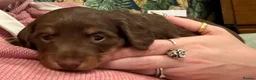 Miniature Dachshund dogs for sale: Miniature Dachshund puppies  - Advert 3