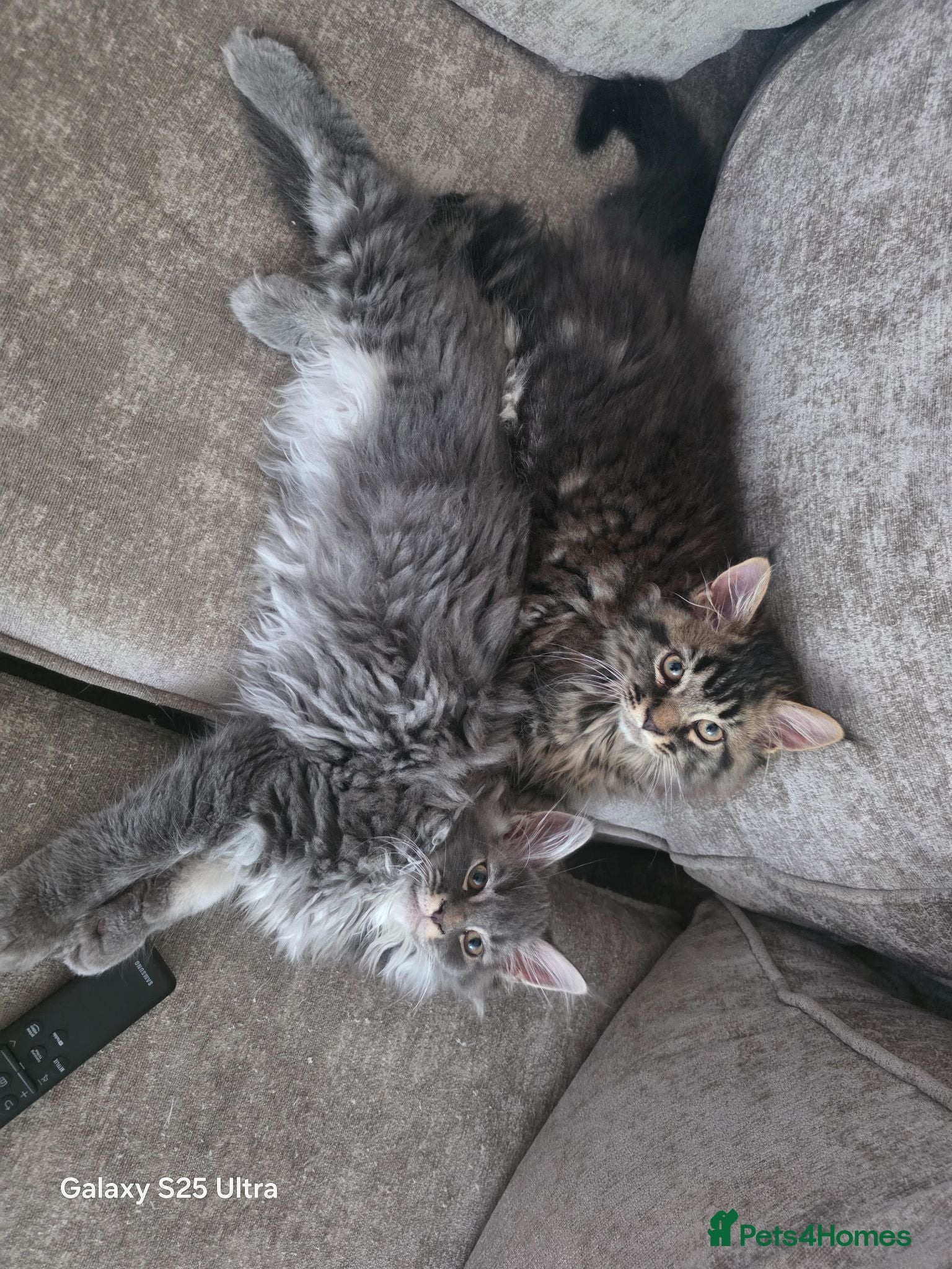 Maine Coon cats Ready now Stunning pure maine coons 1b 1g  - Advert 12