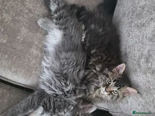 Maine Coon cats Ready now Stunning pure maine coons 1b 1g - Advert 12