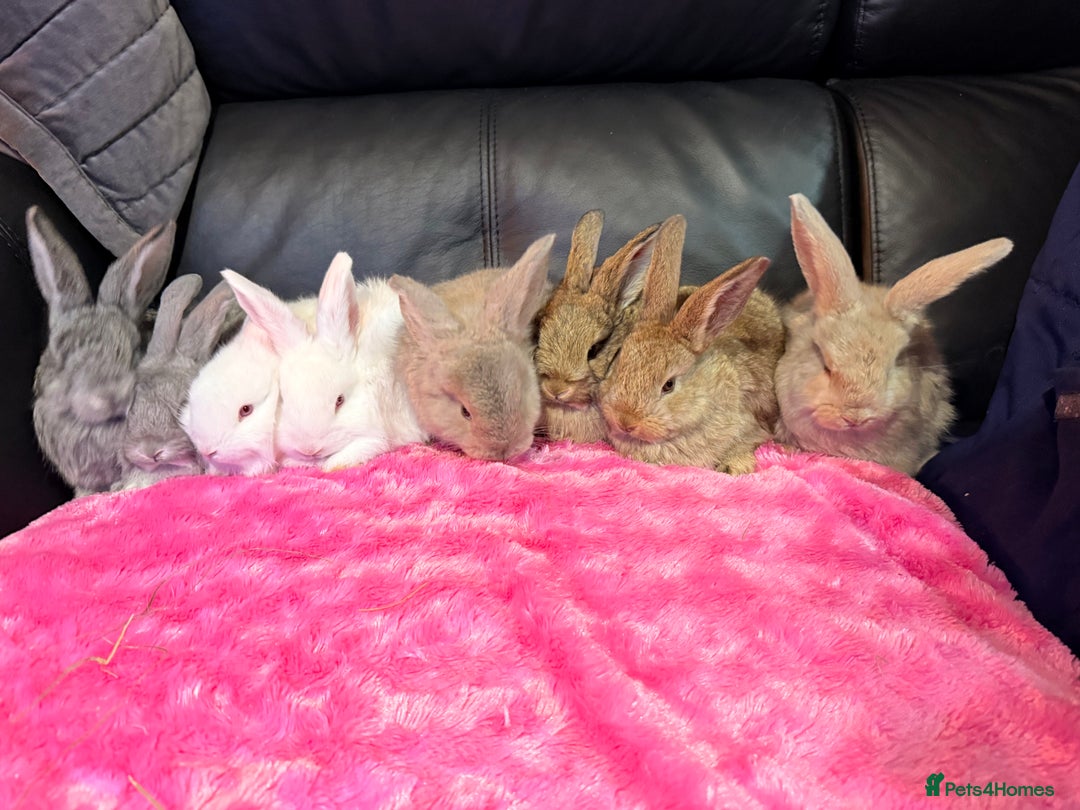 French Lop rabbits for sale: 2 LEFT! 8 Giant French lop x mini lop babies  - Advert 14