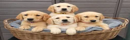 Goldador dogs for sale: Beautiful f1 Goldador puppies - Advert 3